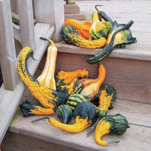 Autumn Wings Small Gourds GD52-25