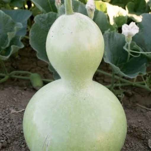 Large Bottle Gourds GD54-25