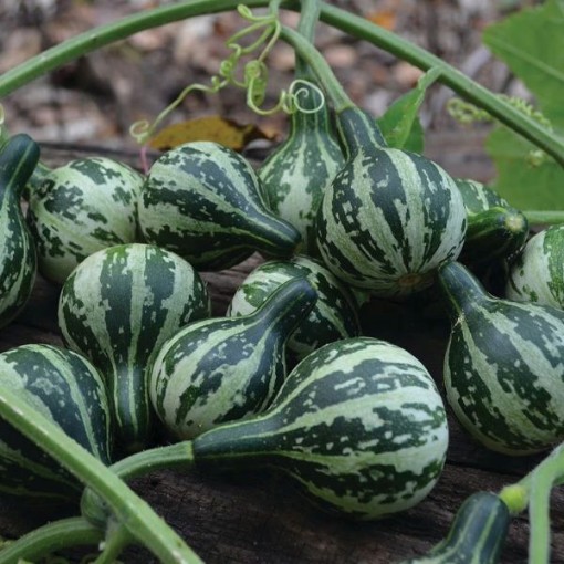 Dancing Gourds GD55-25