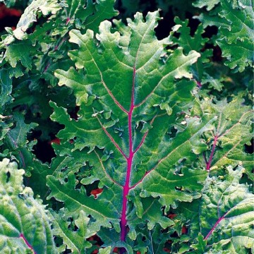 Red Russian Kale Seeds