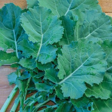 Premier Kale Seeds