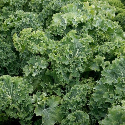 Dwarf Siberian Improved Kale KL4-750