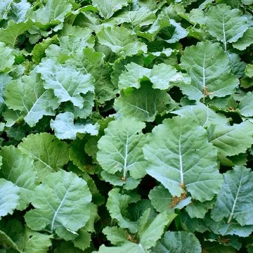 Dwarf Essex Rape Seeds