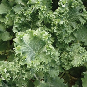 Siberian Kale Seeds