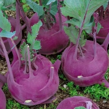 Early Purple Vienna Kohlrabi Seeds