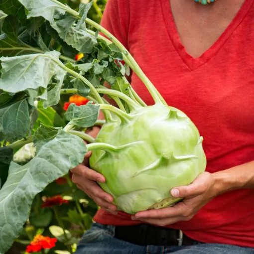 Kossak Kohlrabi KO7-50