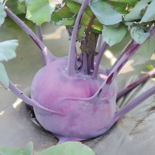 Delicatesse Blue Kohlrabi KO9-250