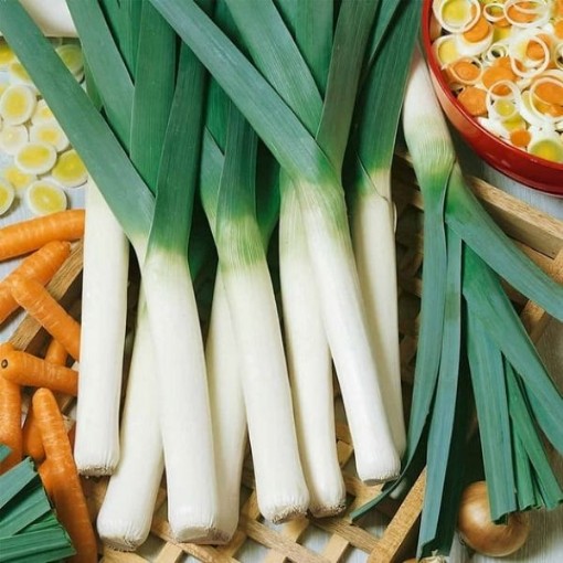 American Flag Leeks LK1-250