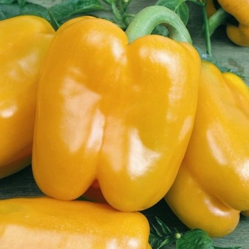 Chardonnay Pepper Seeds