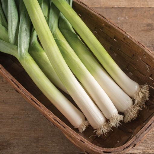King Richard Leeks LK2-250