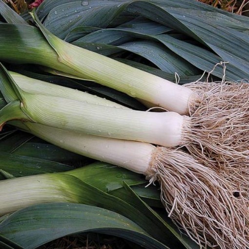 Prizetaker Leeks LK5-50