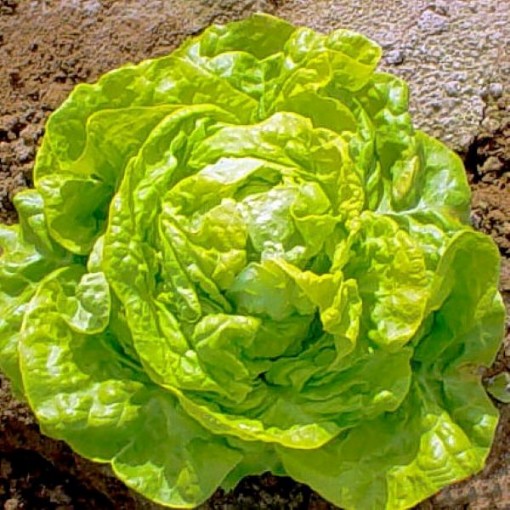 Big Boston Lettuce LC3-750