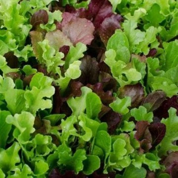 Gourmet Salad Blend Lettuce Seeds