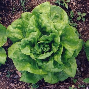 Buttercrunch Lettuce Seeds