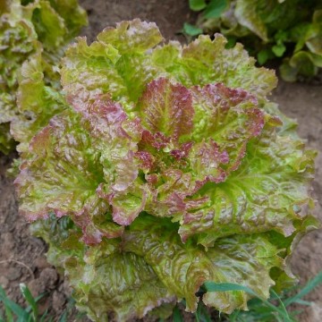 Prizehead Lettuce Seeds