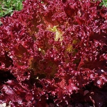 Lollo Rosa Lettuce Seeds