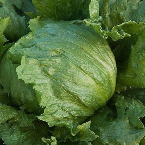 Iceberg Lettuce LC8-750