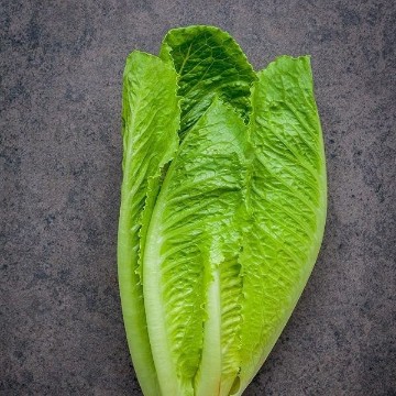 Dark Green Cos Lettuce Seeds