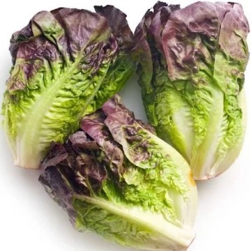 Cimmaron Lettuce Seeds