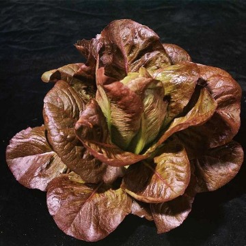 Rouge d'Hiver Lettuce Seeds