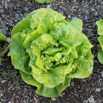 Tom Thumb Lettuce Seeds