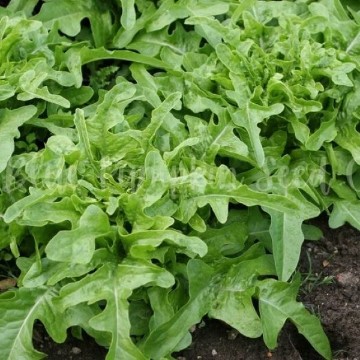Oak Leaf Lettuce Seeds