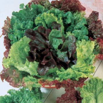 Bon Vivant Premium Blend Lettuce Seeds