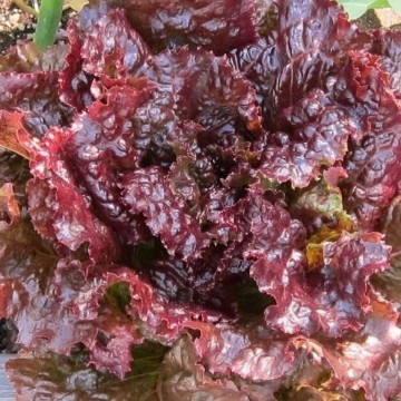 Red Sails Lettuce Seeds