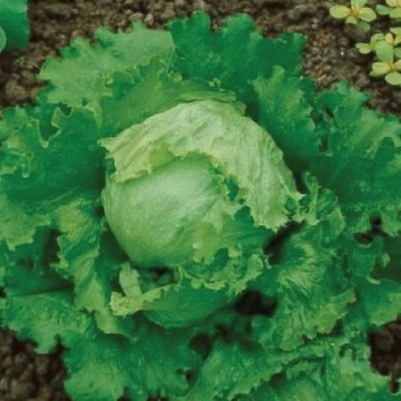 Great Lakes 118 Lettuce Seeds