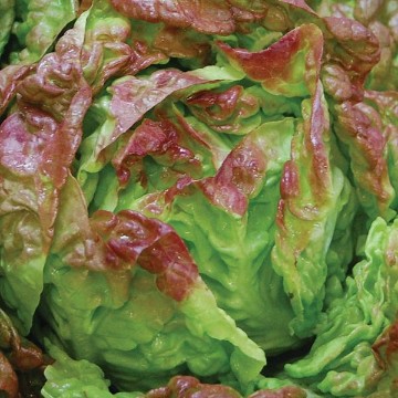 Merveille des Quatre Saisons Lettuce Seeds