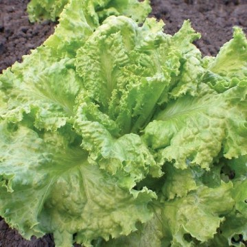Simpson Elite Lettuce Seeds
