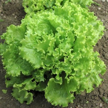 Salad Bowl Green Lettuce Seeds