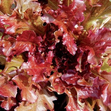 Salad Bowl Red Lettuce Seeds