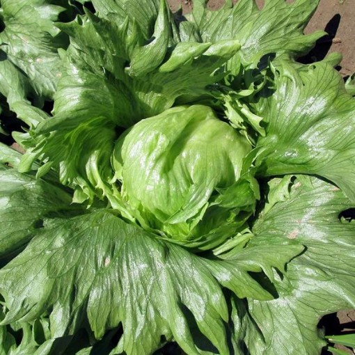 Summertime Lettuce LC24-750