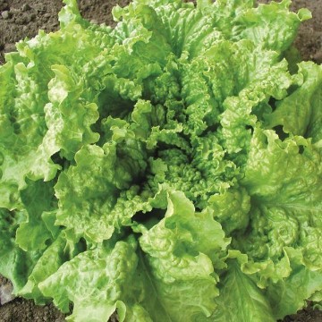 Black Seeded Simpson Lettuce Seeds