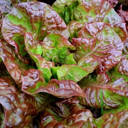 Bronze Mignonette Lettuce LC27-750