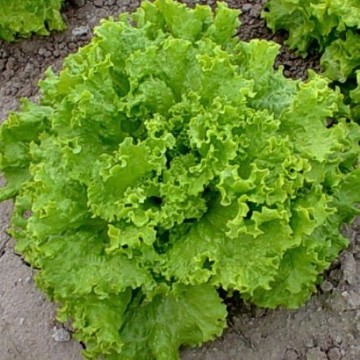 Grand Rapids Lettuce Seeds