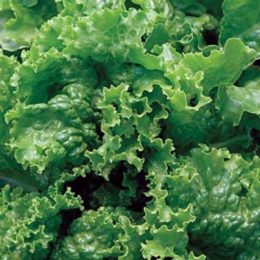 Green Ice Lettuce LC29-750