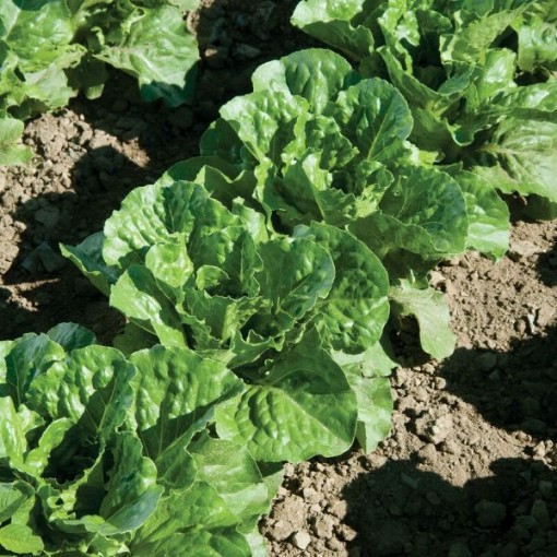 Green Forest Lettuce LC32-750