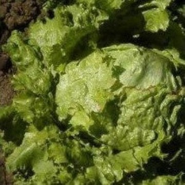 Hanson Improved Lettuce Seeds