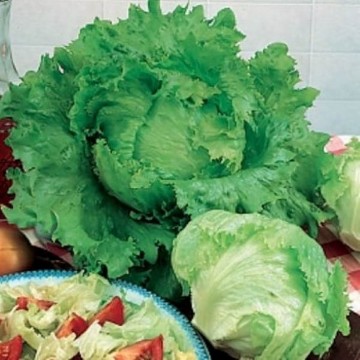 Blonde de Paris Lettuce Seeds