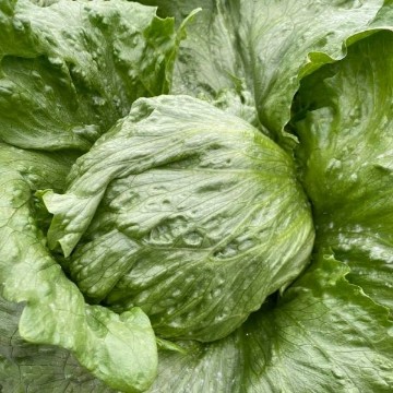 Ithaca Lettuce Seeds