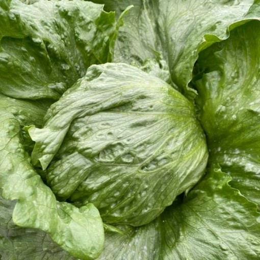 Ithaca Lettuce LC38-750