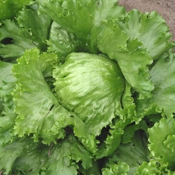 New York 12 Lettuce Seeds