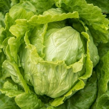 Webb's Wonderful Lettuce Seeds
