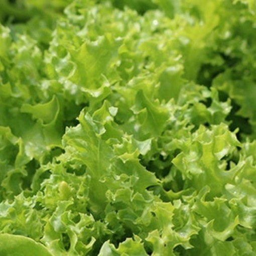 Tango Lettuce LC43-750