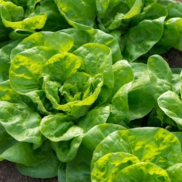 All the Year Round Lettuce Seeds