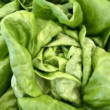 Summer Bibb Lettuce Seeds