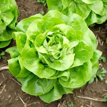 White Boston Lettuce Seeds