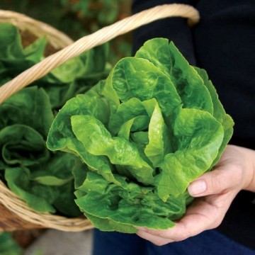 Little Gem Lettuce Seeds